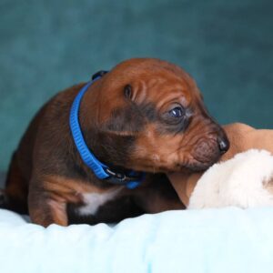 Rixos Rhodesian Ridgeback