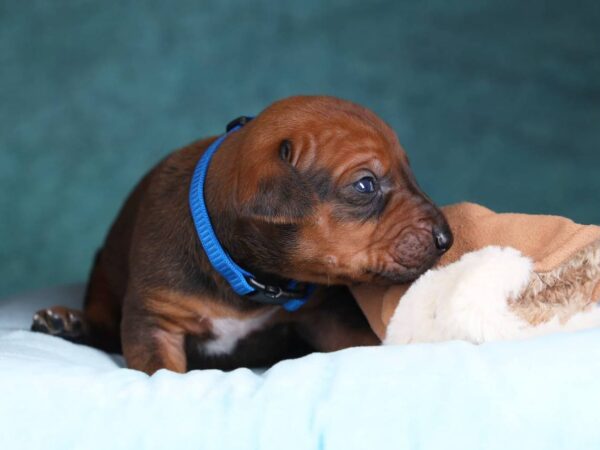 Rixos Rhodesian Ridgeback