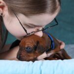 Rixos-male-Rhodesian-Ridgeback -puppy-for-sale-2