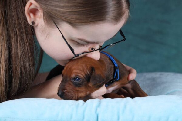 Rixos Rhodesian Ridgeback