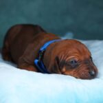 Rixos-male-Rhodesian-Ridgeback -puppy-for-sale-3
