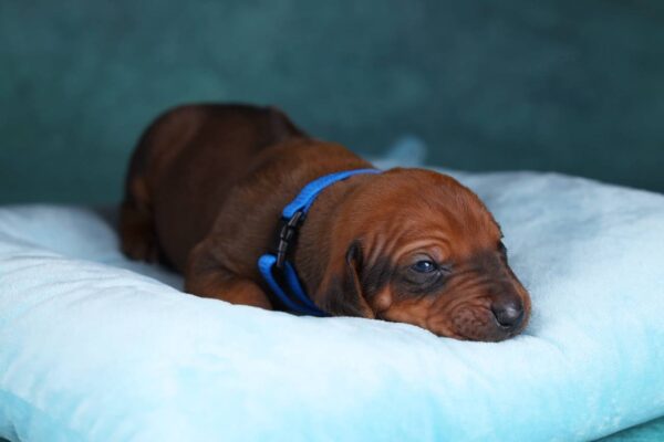 Rixos Rhodesian Ridgeback