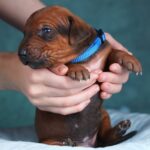 Rixos-male-Rhodesian-Ridgeback -puppy-for-sale-4