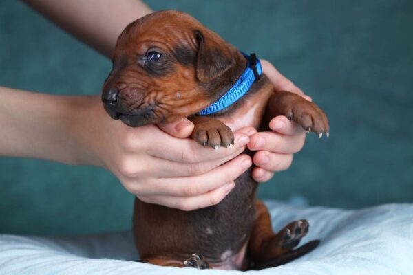 Rixos Rhodesian Ridgeback