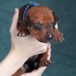 Rixos-male-Rhodesian-Ridgeback -puppy-for-sale-5