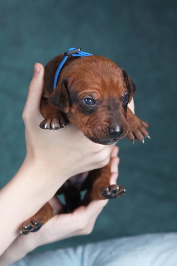 Rixos Rhodesian Ridgeback