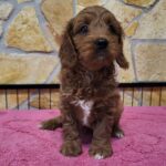 Rose-female-cavapoo-puppy-for-sale-1 (1)