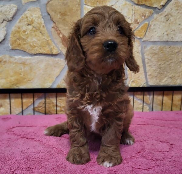 Rose Cavapoo