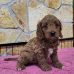 Rose-female-cavapoo-puppy-for-sale-1 (2)