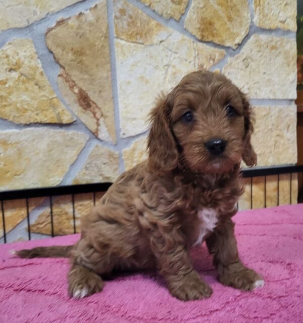 Rose Cavapoo