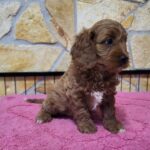 Rose-female-cavapoo-puppy-for-sale-1 (3)