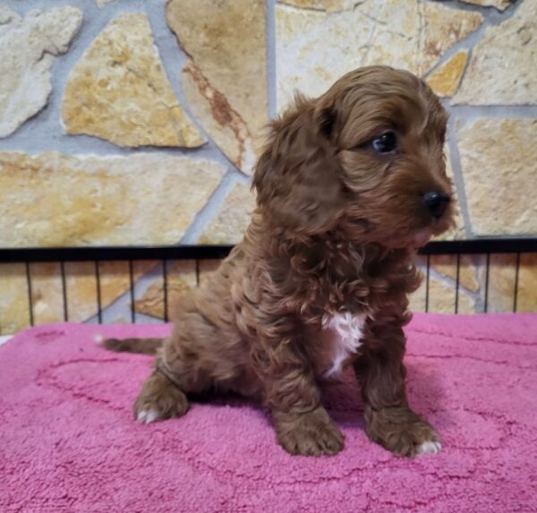 Rose Cavapoo