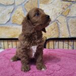 Rose-female-cavapoo-puppy-for-sale-1 (4)