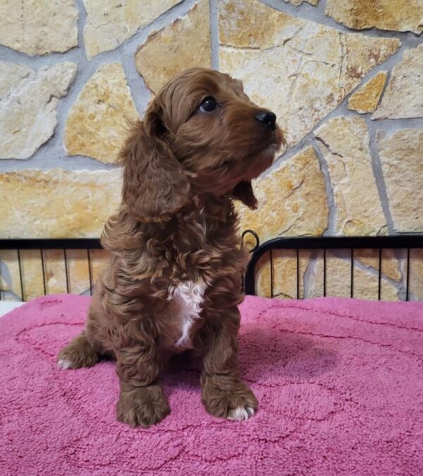 Rose Cavapoo