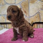 Rose-female-cavapoo-puppy-for-sale-1 (5)