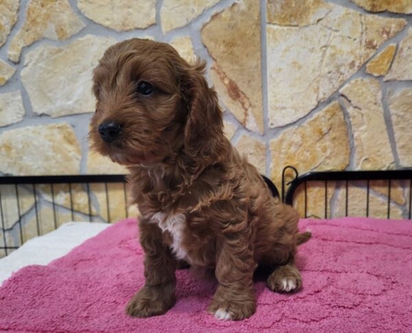 Rose Cavapoo