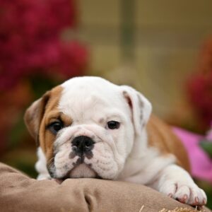 Rudolf English Bulldog