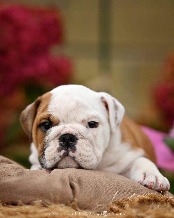 Rudolf English Bulldog Rudolf English Bulldog