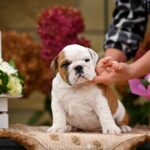 Rudolf-male-english-bulldog-puppy-for-sale-1 (2)