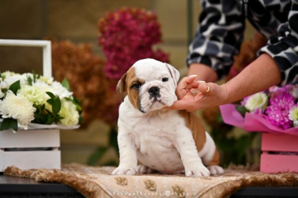 Rudolf English Bulldog Rudolf English Bulldog