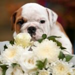 Rudolf-male-english-bulldog-puppy-for-sale-1 (3)