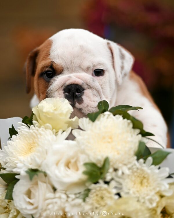 Rudolf English Bulldog Rudolf English Bulldog