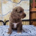 Rufus-male-cavapoo-puppy-for-sale-1 (1)