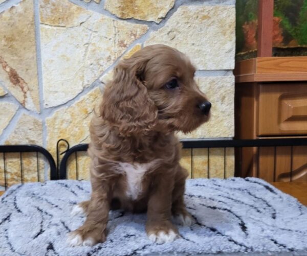 Rufus Cavapoo Rufus Cavapoo