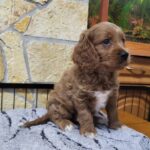Rufus-male-cavapoo-puppy-for-sale-1 (2)