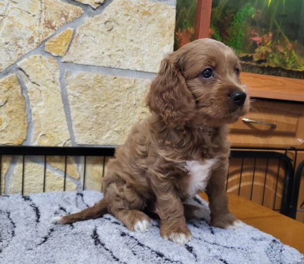 Rufus Cavapoo Rufus Cavapoo