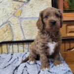 Rufus-male-cavapoo-puppy-for-sale-1 (3)