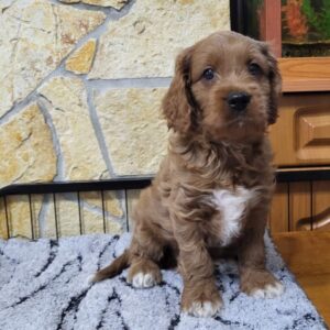 Rufus Cavapoo