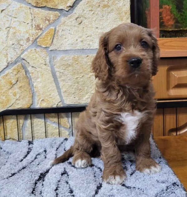 Rufus Cavapoo Rufus Cavapoo