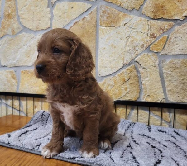 Rufus Cavapoo Rufus Cavapoo