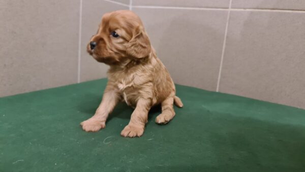 Sally Cavapoo Sally Cavapoo