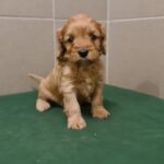 Sally-female-cavapoo-puppy-for-sale- (1)