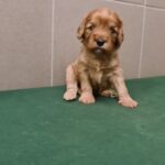 Sally-female-cavapoo-puppy-for-sale-1 (2)