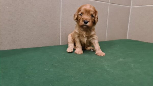 Sally Cavapoo Sally Cavapoo