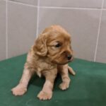 Sally-female-cavapoo-puppy-for-sale-1 (3)