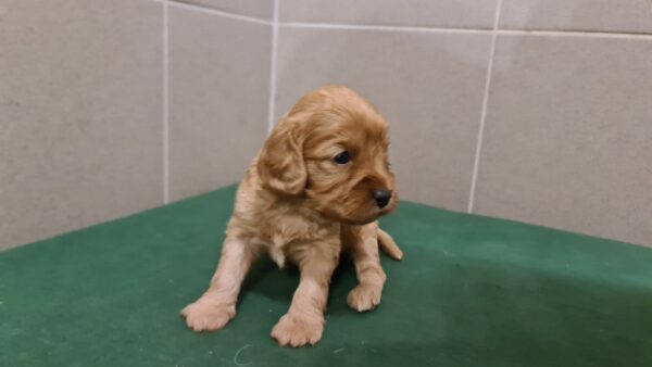 Sally Cavapoo Sally Cavapoo