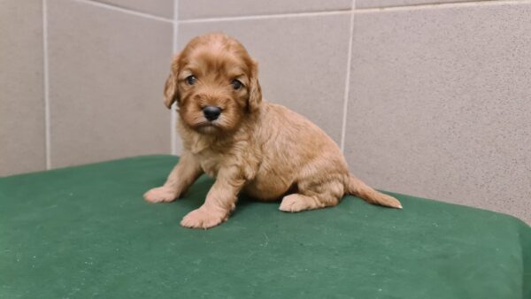 Sally Cavapoo Sally Cavapoo