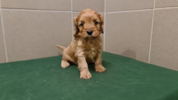 Sally Cavapoo Sally Cavapoo