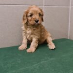 Sally-female-cavapoo-puppy-for-sale- (2)