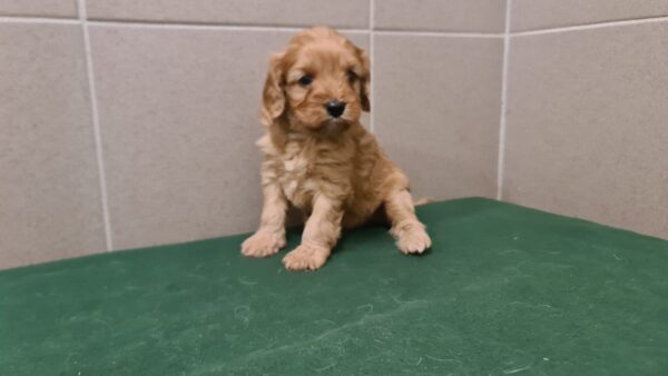 Sally Cavapoo Sally Cavapoo