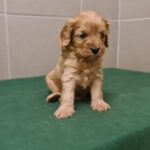 Sally-female-cavapoo-puppy-for-sale- (3)