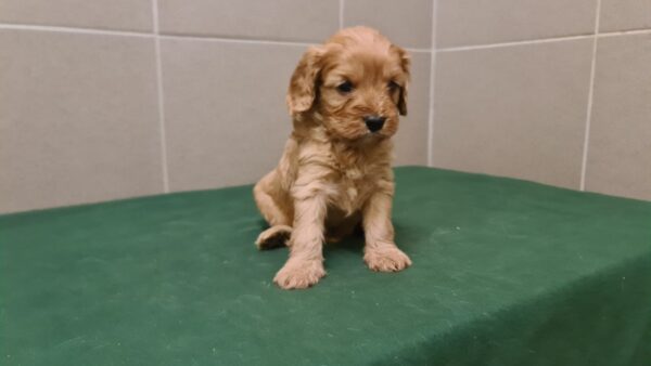 Sally Cavapoo Sally Cavapoo