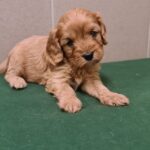 Sally-female-cavapoo-puppy-for-sale- (4)