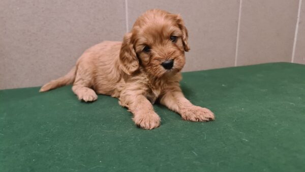 Sally Cavapoo Sally Cavapoo