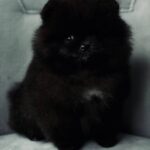 Salome-female-pomeranian-puppy-for-sale-1 (1)