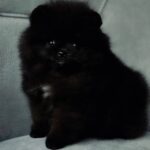 Salome-female-pomeranian-puppy-for-sale-1 (3)
